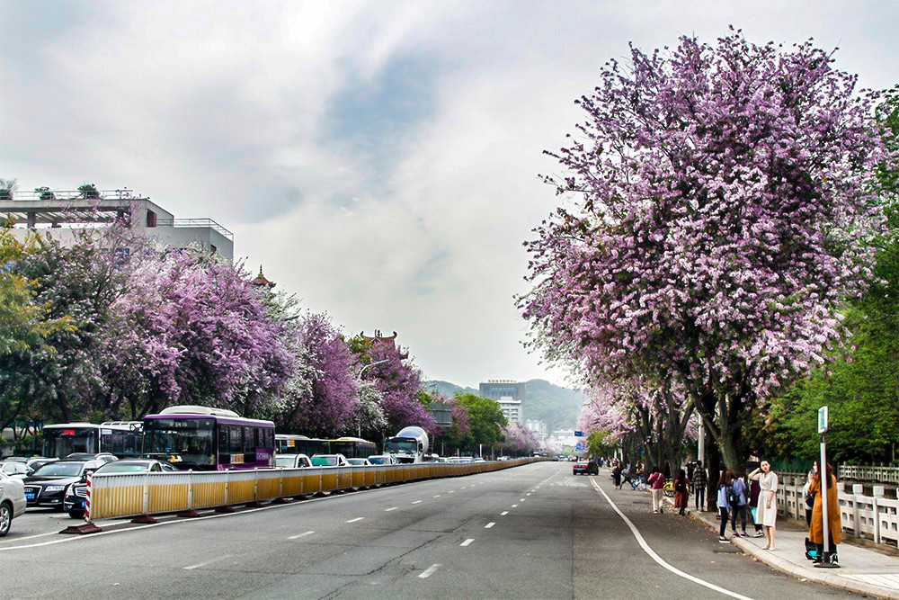 這么多年,終于來西禪寺工業(yè)路拍了羊蹄甲,真是醉倒一大片
