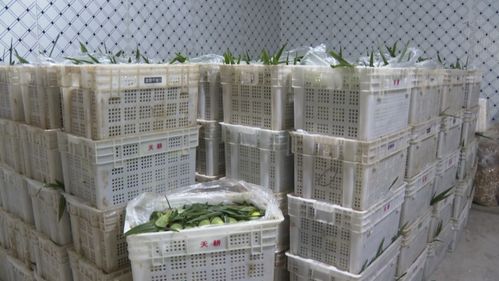 建甌 網(wǎng)紅 玉米按根賣 農(nóng)戶增收新渠道