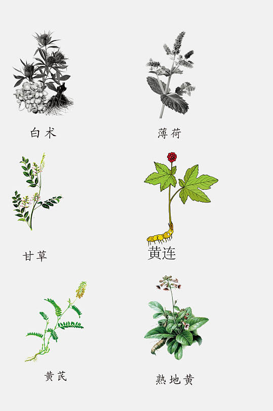 穿越必備知識(shí)——最容易分辨的常見中草藥（二）