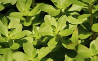 哪些中草藥能當(dāng)菜吃？這五種最常見的中草藥食材